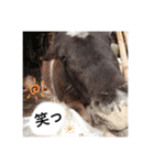 お馬さんと笑う。（個別スタンプ：14）