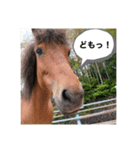 お馬さんと笑う。（個別スタンプ：15）
