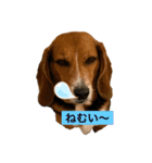 いぬすたんぷ1（個別スタンプ：1）