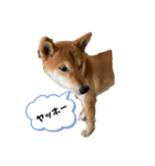 いぬすたんぷ1（個別スタンプ：4）