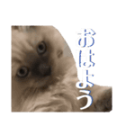 ゆきまろと蘭丸（個別スタンプ：2）