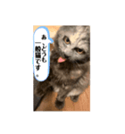 ゆきまろと蘭丸（個別スタンプ：3）