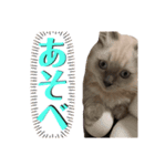 ゆきまろと蘭丸（個別スタンプ：7）