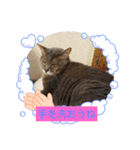 レン君レオン君スタンプ（個別スタンプ：3）