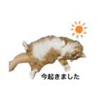 僕もふもふ。（個別スタンプ：1）