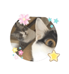 ほっこりニャンズ2（個別スタンプ：2）