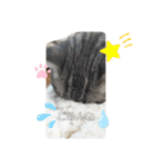 ほっこりニャンズ2（個別スタンプ：6）
