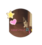 ほっこりニャンズ2（個別スタンプ：10）