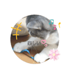 ほっこりニャンズ2（個別スタンプ：13）
