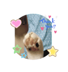 ほっこりニャンズ2（個別スタンプ：15）