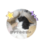 ほっこりニャンズ2（個別スタンプ：17）