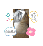 ほっこりニャンズ2（個別スタンプ：21）