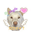 白柴こころのココロ（個別スタンプ：1）