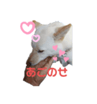白柴こころのココロ（個別スタンプ：2）