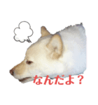 白柴こころのココロ（個別スタンプ：3）