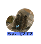 はーちゃんのかめいっぱいスタンプ3（個別スタンプ：2）