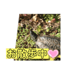 はーちゃんのかめいっぱいスタンプ3（個別スタンプ：4）
