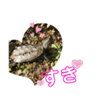 はーちゃんのかめいっぱいスタンプ3（個別スタンプ：7）