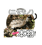 はーちゃんのかめいっぱいスタンプ3（個別スタンプ：9）