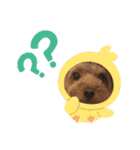 ここあのスタンプだよ〜(๐›ω‹๐)੭（個別スタンプ：6）