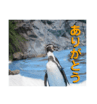 空飛ぶペンギン（個別スタンプ：9）