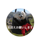 マルチーズ   ララちゃんスタンプ（個別スタンプ：3）