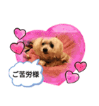 マルチーズ   ララちゃんスタンプ（個別スタンプ：15）