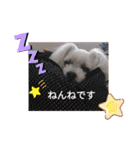 マルチーズ   ララちゃんスタンプ（個別スタンプ：17）