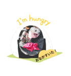 マルチーズ   ララちゃんスタンプ（個別スタンプ：18）