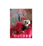 マルチーズ   ララちゃんスタンプ（個別スタンプ：20）