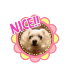 マルチーズ   ララちゃんスタンプ（個別スタンプ：22）