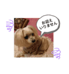 マルチーズ   ララちゃんスタンプ（個別スタンプ：24）