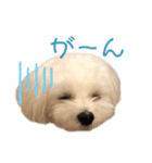 Tinoくんスタンプ(お返事)（個別スタンプ：1）