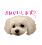 Tinoくんスタンプ(お返事)（個別スタンプ：6）