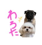 小太郎茶太郎（個別スタンプ：5）