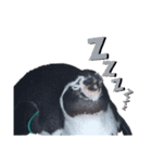 フンボルトペンギンの日常（個別スタンプ：1）