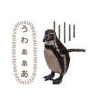 フンボルトペンギンの日常（個別スタンプ：3）