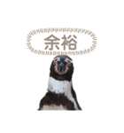 フンボルトペンギンの日常（個別スタンプ：4）
