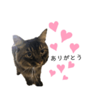 猫のムタオ（個別スタンプ：2）