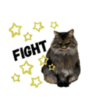 猫のムタオ（個別スタンプ：3）
