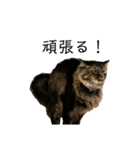 猫のムタオ（個別スタンプ：4）