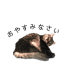 猫のムタオ（個別スタンプ：6）