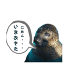 ゴマフアザラシの日常（個別スタンプ：2）