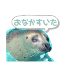 ゴマフアザラシの日常（個別スタンプ：5）