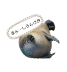 ゴマフアザラシの日常（個別スタンプ：8）