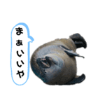 ゴマフアザラシの日常（個別スタンプ：11）