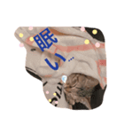 猫の2日目ルーティン（個別スタンプ：1）