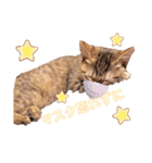 猫の2日目ルーティン（個別スタンプ：2）