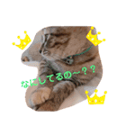猫の2日目ルーティン（個別スタンプ：4）