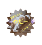 猫の2日目ルーティン（個別スタンプ：5）